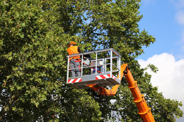 Best Tree and Shrub Care  in Iowa Falls, IA