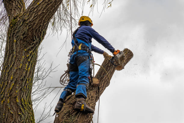 Best Stump Grinding and Removal  in Iowa Falls, IA