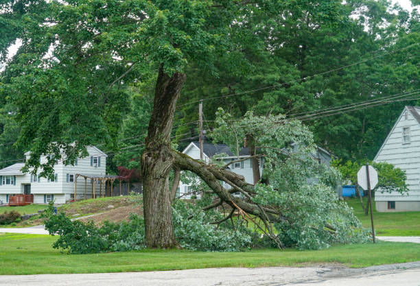 Best Emergency Tree Removal  in Iowa Falls, IA