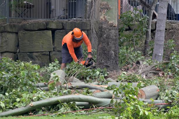 Best Commercial Tree Services  in Iowa Falls, IA